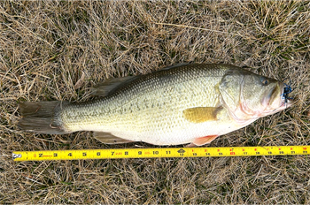 STEVEN HEDDINGER's Largemouth Bass 21inch